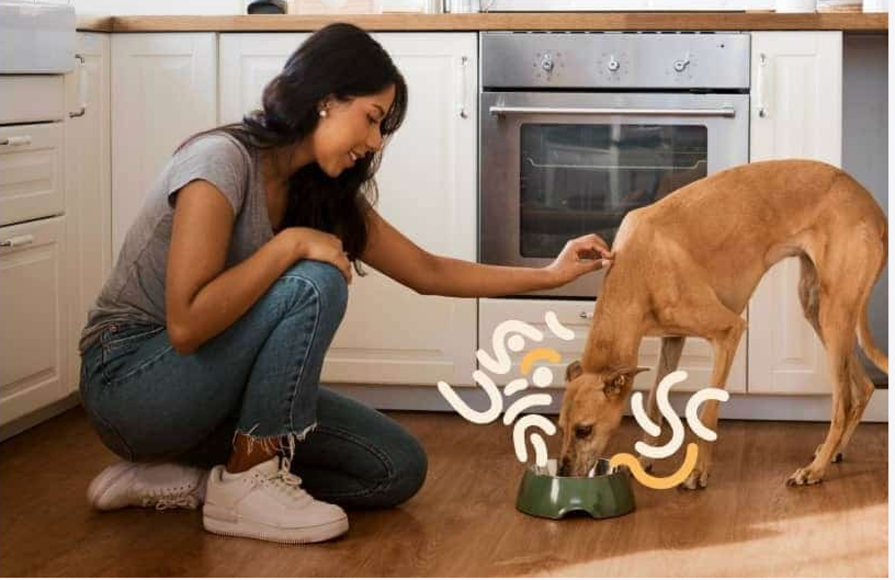 تغذیه مناسب سگ در فصل سرما